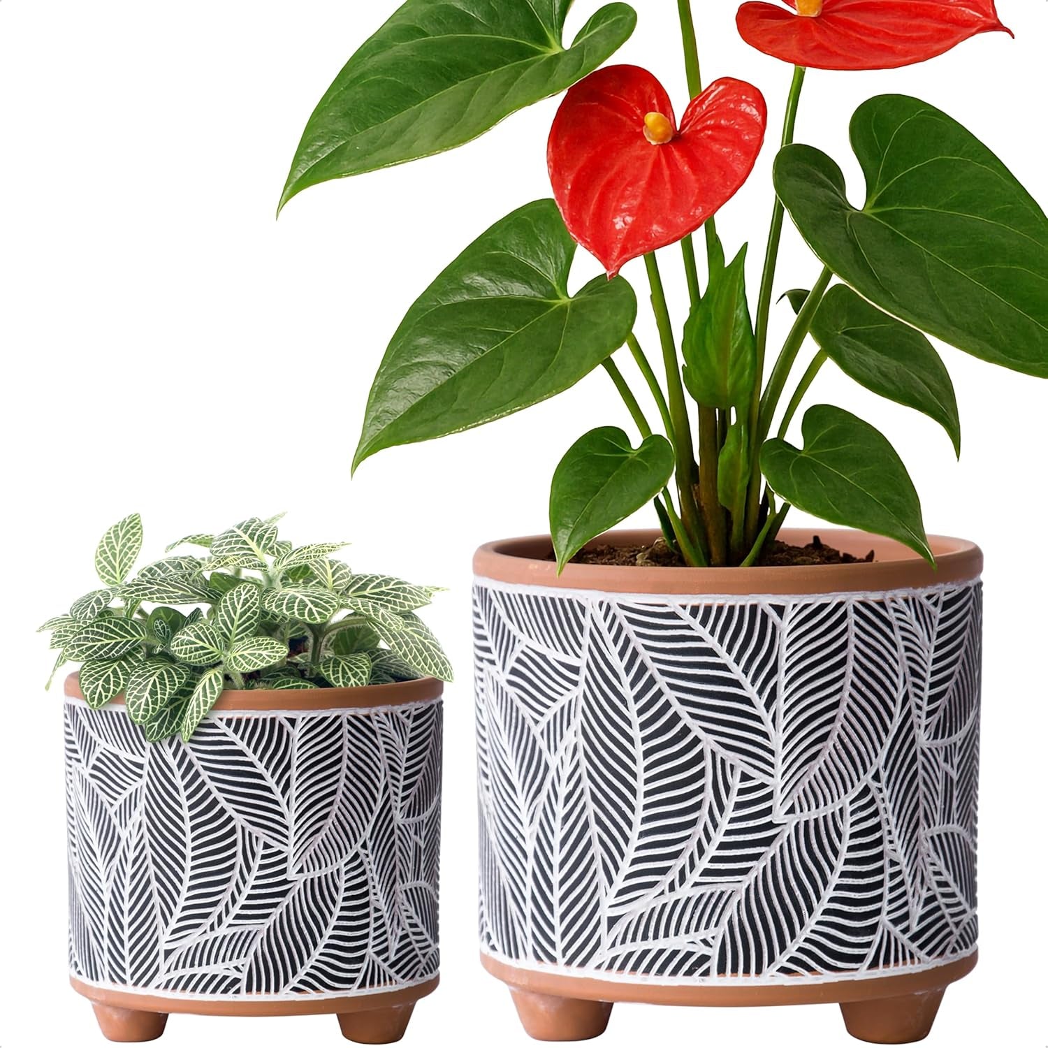 D'Vine Dev Set of 2 Terracotta Planter Pots, 4 Inch & 6 Inch, Design Plants Pot with Drainage Hole, Midnight Lace, Terracotta/Black, 31-953-F-2