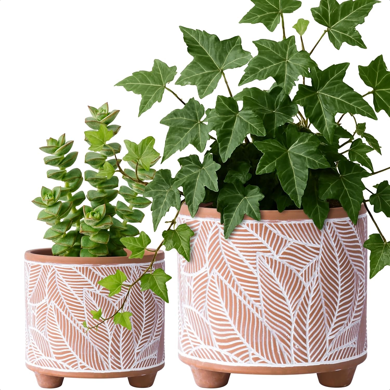 D'Vine Dev Set of 2 Terracotta Planter Pots, 4 Inch & 6 Inch, Design Plants Pot with Drainage Hole, Midnight Lace, Terracotta/Black, 31-953-F-2
